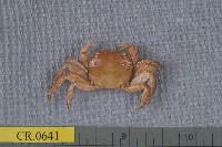 藏品(肉球近方蟹)的圖片